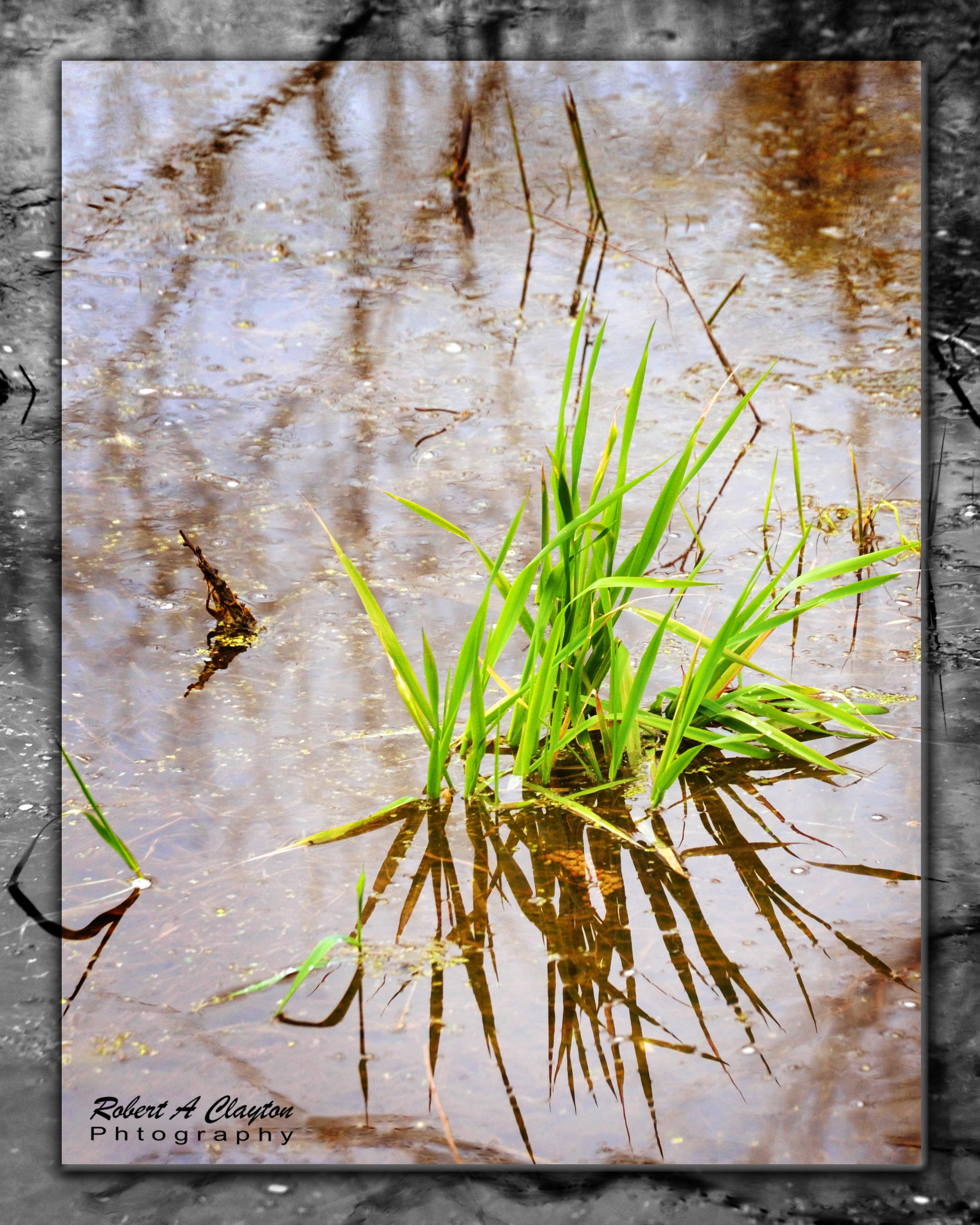 Swamp Weeds