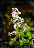 Wild Flower (002bL)