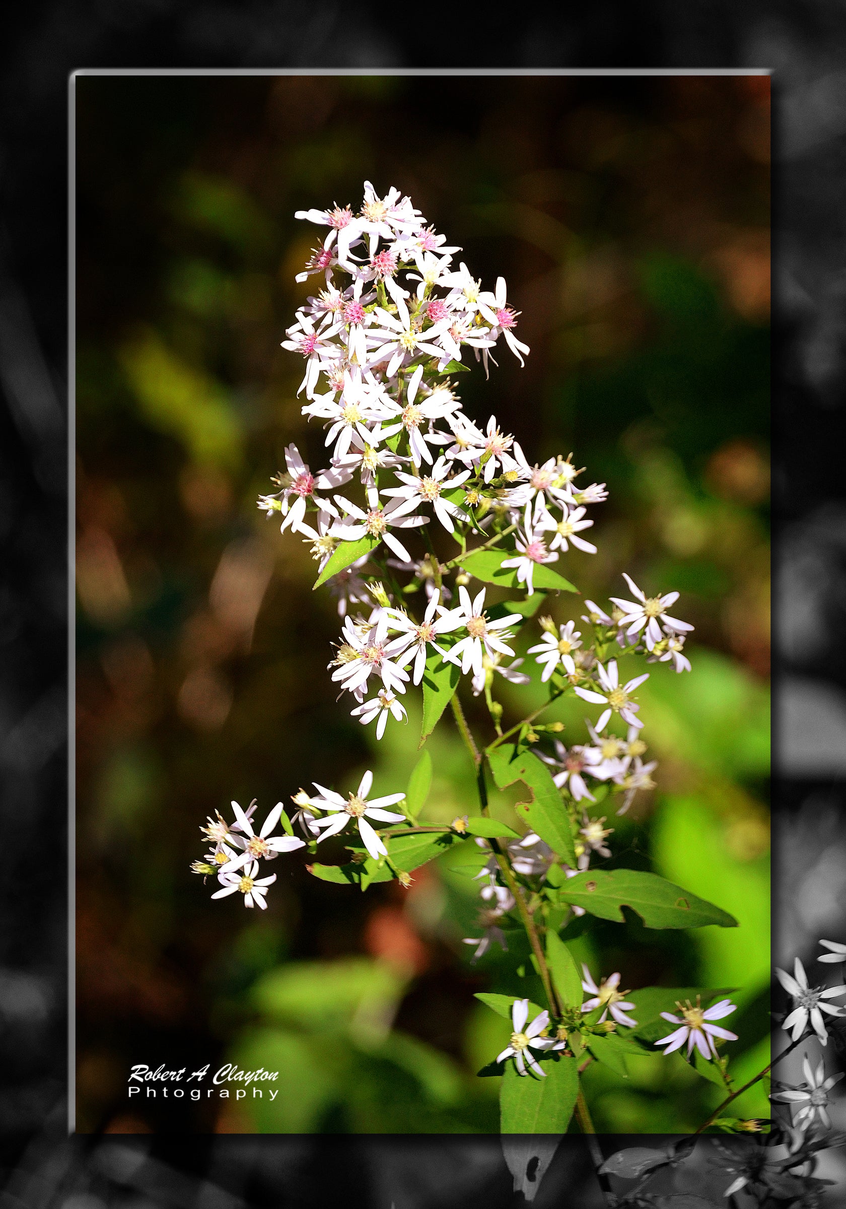 Wild Flower (002bL)