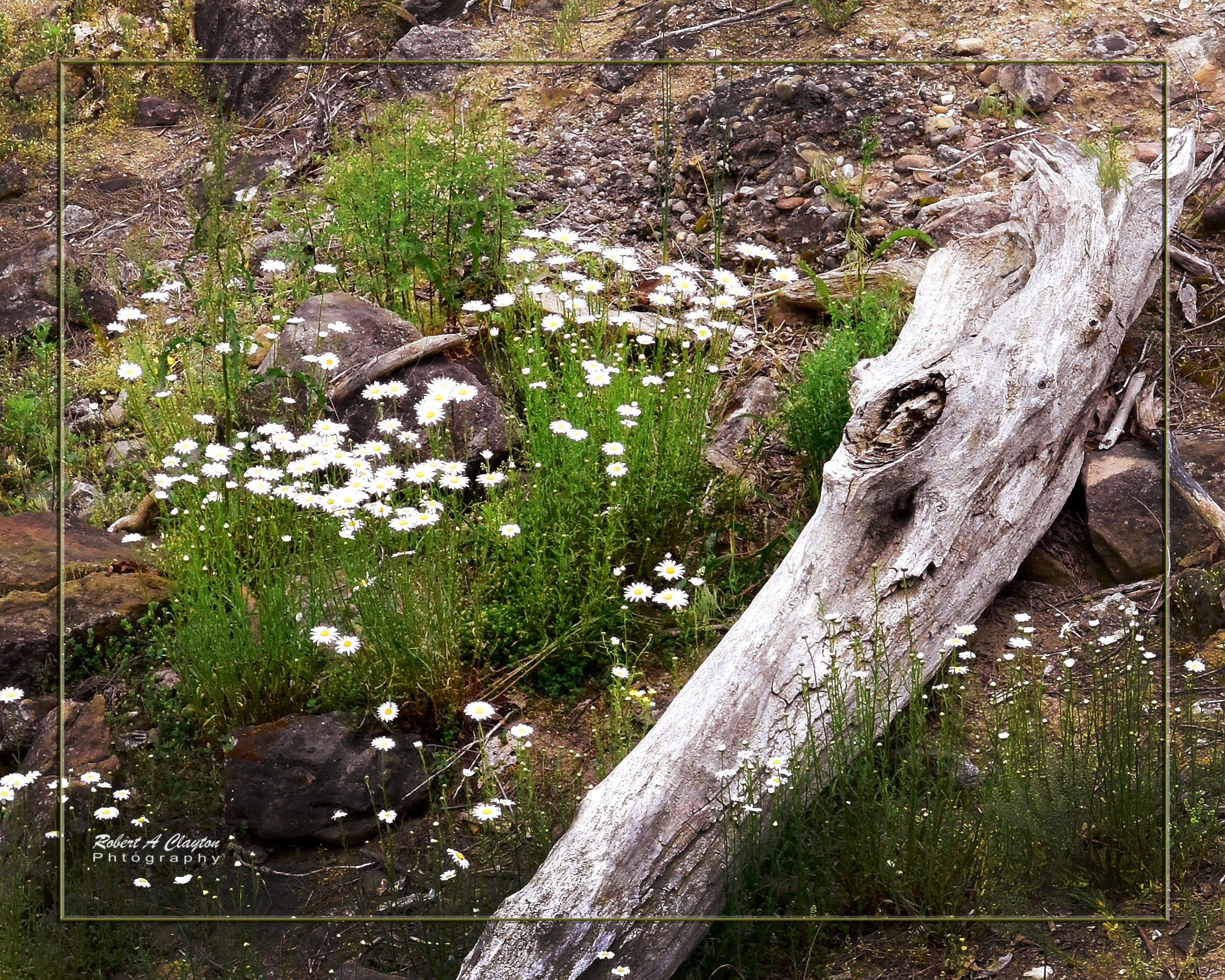 Flowers & Wood